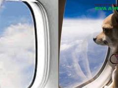 Cách đặt dịch vụ vận chuyển thú cưng quốc tế EVA Air từ a-z